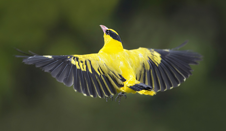 观赏鸟十大鸣鸟排名,最受欢迎的鸟长得漂亮声音好听
