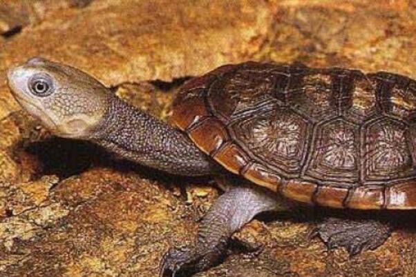 世界十大最稀有的乌龟品种缅甸星龟上榜第一数量最稀少