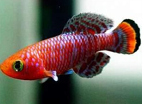 世界上繁殖最快的鱼,出生17天后便可繁殖(长得快，死得早)