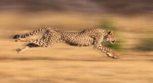 世界上奔跑速度最快的动物排行榜，猎豹1小时130公里