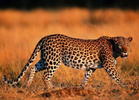 世界上最快的动物排行榜，猎豹时速130公里竟排名第三