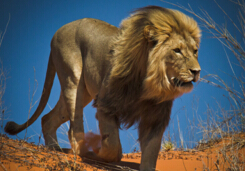 世界上最大的狮子，开普狮体型如同大象（体重420公斤）