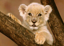 世界上最小的狮子，索马里狮（刚出生仅0.5千克）
