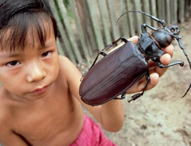 世界上最大的昆蟲，泰坦甲蟲長達21厘米（比人的手掌都大）