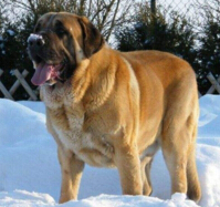 世界上最大的犬排行榜，西班牙獒犬（高100厘米/体重120公斤）