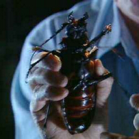 世界上最大的甲虫，泰坦甲虫长达21厘米（一口咬断一根铅笔）