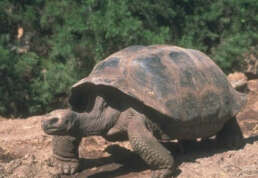 世界上最长寿的乌龟，阿德维塔享年267岁（出生于1750年）