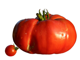 世界上最大的番茄，重达8斤成为新的记录保持者（可供8人食用）