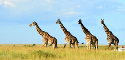 世界最高的陆上动物，长颈鹿平均高5米（刚出生1.5米高）