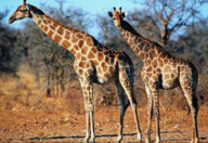 世界上最高的长颈鹿，英国长颈鹿高5.8米（和天肩并肩）