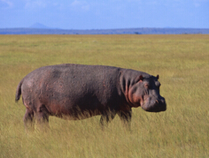 世界上嘴巴最大的陸生哺乳動物，河馬（牙齒長約60厘米）