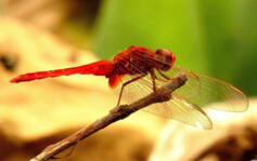 世界上眼睛最多的昆虫，蜻蜓（具有28万个眼晶体）