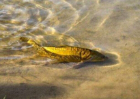 揭秘水中精灵“镜子鱼”的真实面目（存活率高达98%左右）