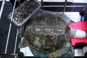 史上“身价”最高的海龟,体内多达915枚硬币（价值380元）