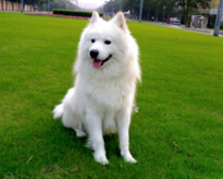 世界中型犬排行榜，萨摩耶被称为“微笑天使”（体重：30公斤）