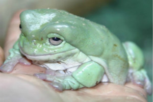 世界上最受欢迎的青蛙，温和亲人的老爷树蛙