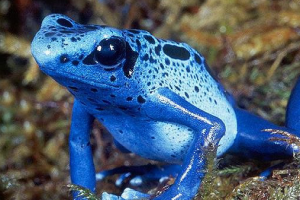 世界上毒性最强的青蛙,钴蓝箭毒蛙（0.000136克杀死一人）
