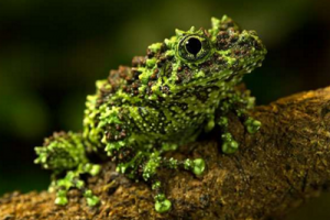 世界上最怪异的十种青蛙排行榜,玻璃蛙竟可以看到内脏(全身透明)