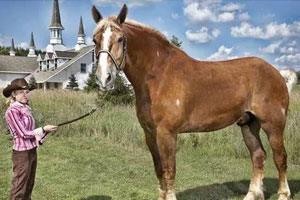 世界上最高大的马：身高达2.1米