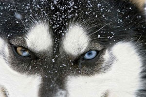 世界上最凶残的狼：极地狼