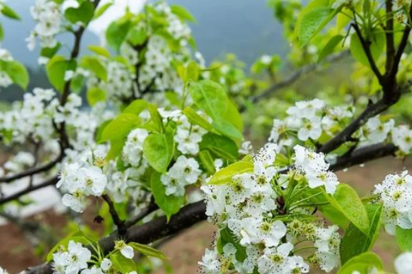 陽山縣黎埠鎮(zhèn)梨花