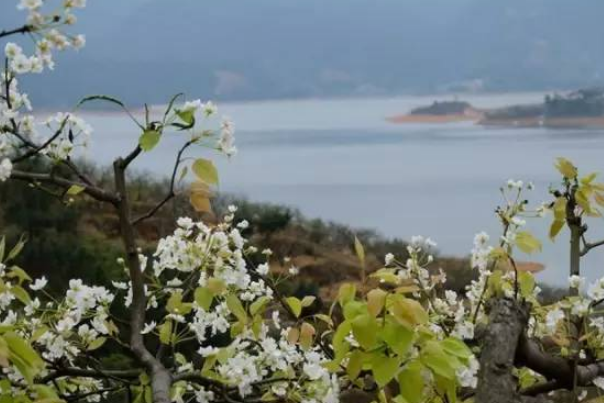 連州潭嶺天湖梨花