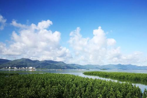 惠東鹽洲島紅樹林