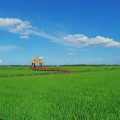 南绿屏·咸水沽湾千亩稻田