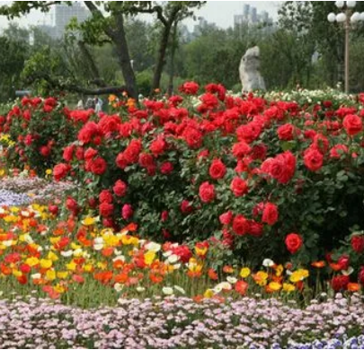花卉观赏园