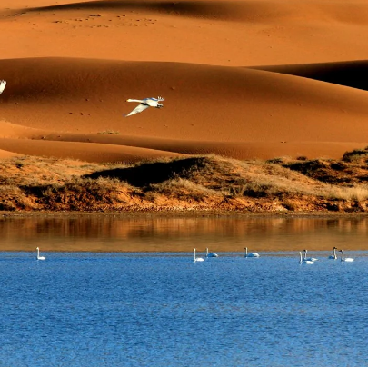 腾格里沙漠天鹅湖