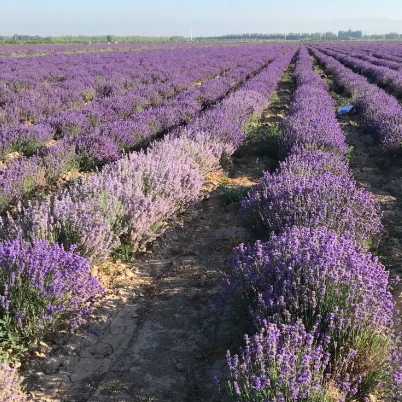 紫苏丽人薰衣草产业创意园景区