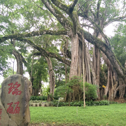 獨樹成林