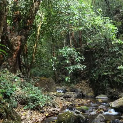 瑞丽莫里热带雨林景区