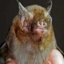 泰国猪鼻蝙蝠