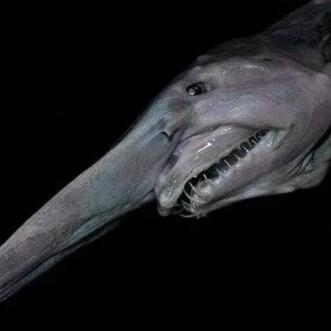 精灵鲨