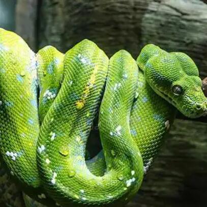 非洲树蛇