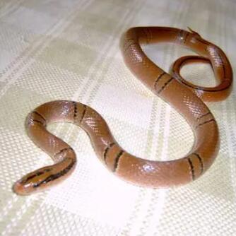 紫灰锦蛇