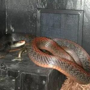 巴布亚太攀蛇