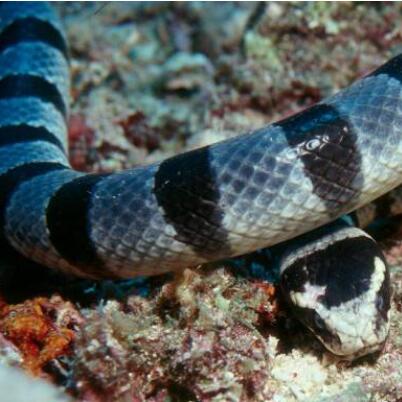 裂颏海蛇