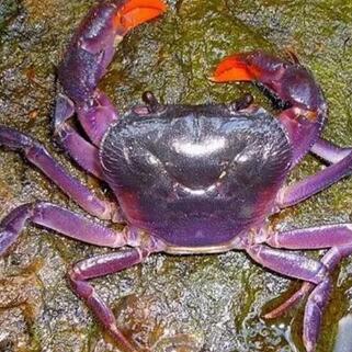 天津紫蟹