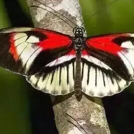 红带袖蝶