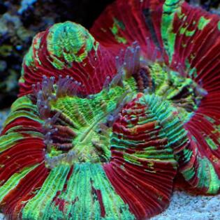 大花脑珊瑚