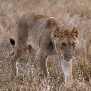 肯尼亚狮