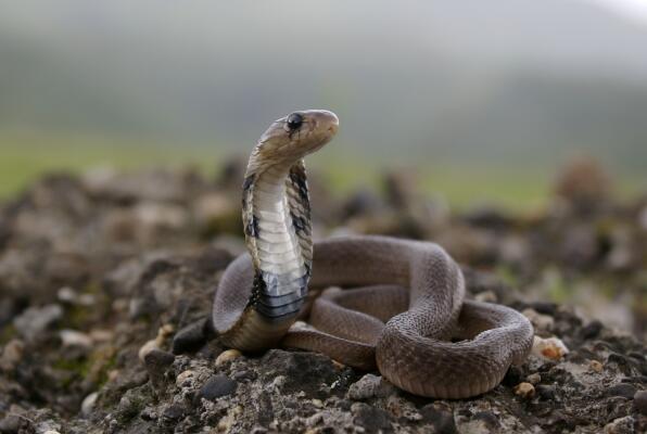 非洲十大毒蛇排行