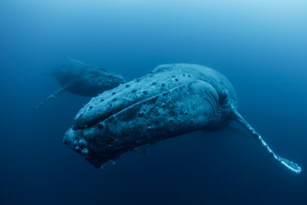 十大深海巨兽排行榜-狮鬃水母上榜(触手可长35米)