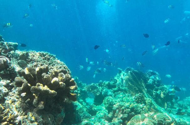 世界上最诡异的12种海底生物排行榜