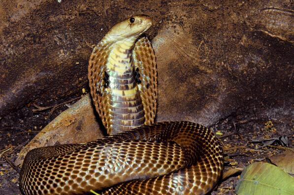 澳洲十大毒蛇排名-棕伊澳蛇上榜(毒性位列世界毒蛇前三)