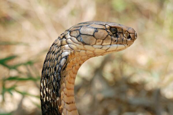 十大爬行动物实力排名-眼镜王蛇上榜(最危险的蛇类之一)