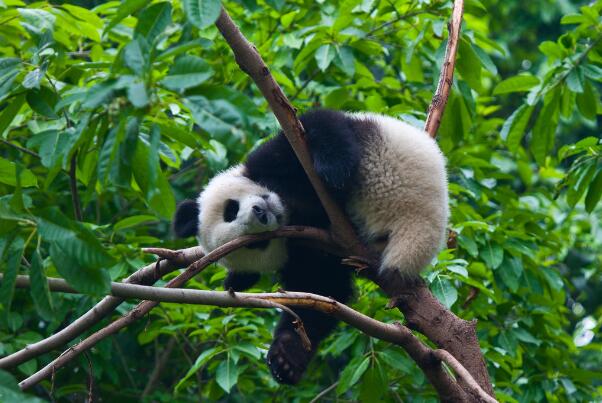 世界十大顶级国宝动物排名-大熊猫上榜(被称为动物界的活化石)