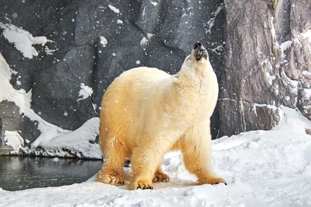 陆地动物战斗力排行榜-北极熊上榜(陆地最大食肉动物)